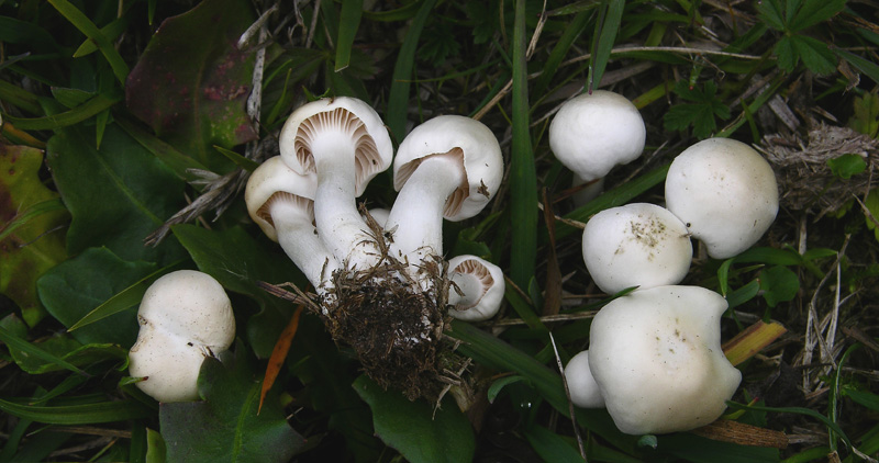 Diverse Hygrocybe da determinare/confermare.